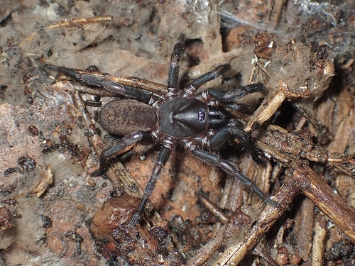Chenistonia maculata
