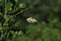 Microglossa mespilifolia