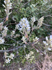 Amelanchier canadensis