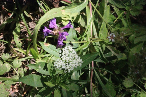 iNaturalist observation photo of Flies