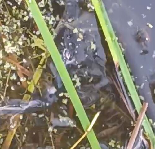 Ambystoma mexicanum photograph by the iNaturalist community