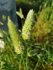 Phalaris caroliniana