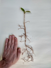Handroanthus coronatus