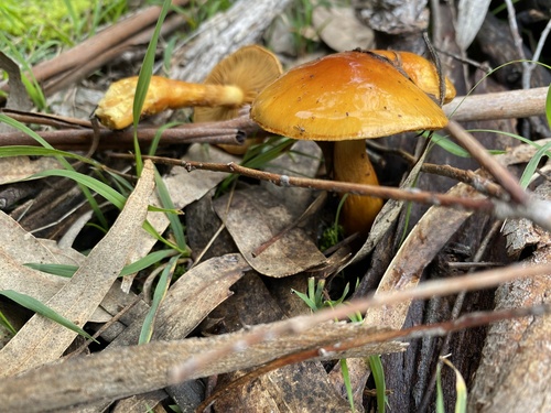 Cortinarius sinapicolor