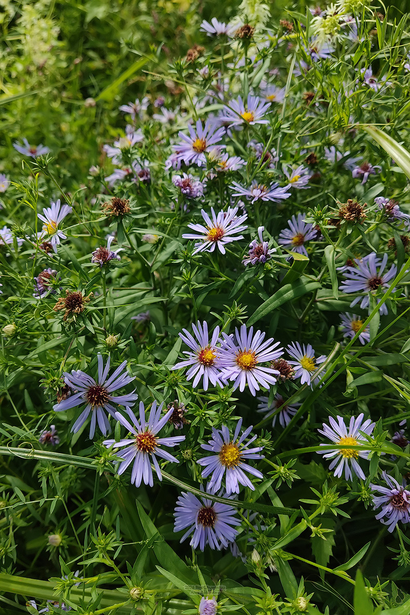 Symphyotrichum novi-belgii