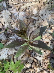 Lysimachia quadrifolia