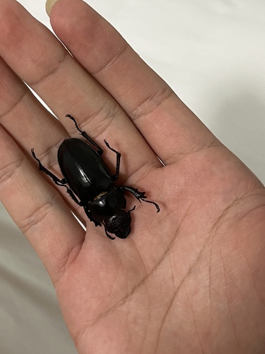 Lucanus zhanbishengi