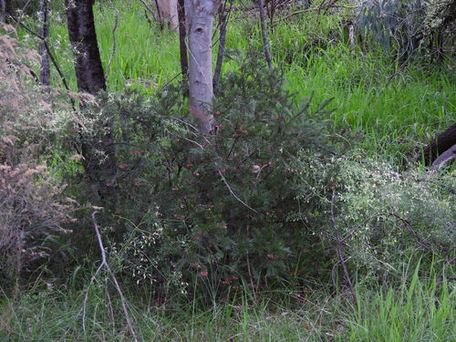 Grevillea rosmarinifolia