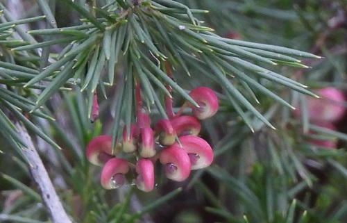 Grevillea rosmarinifolia