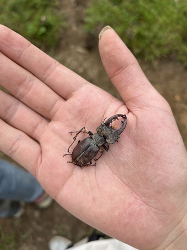 Lucanus wuyishanensis