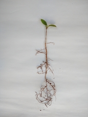 Handroanthus coronatus