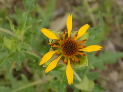 Tetragonotheca texana