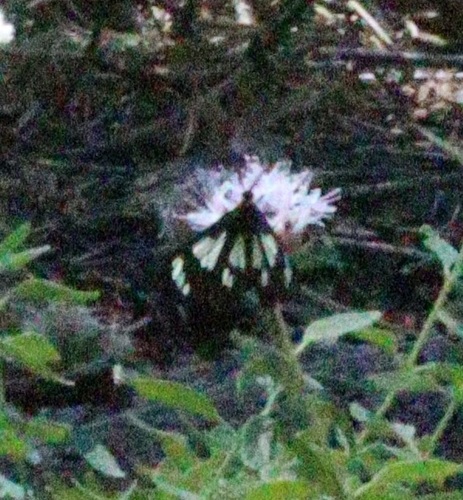 iNaturalist observation photo of Wild Forget-me-not Moth