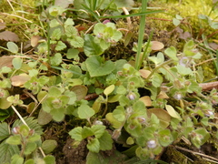 Veronica hederifolia
