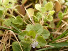 Veronica hederifolia