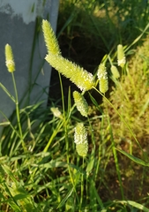 Phalaris caroliniana