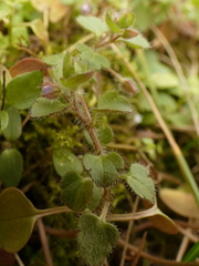 Veronica hederifolia