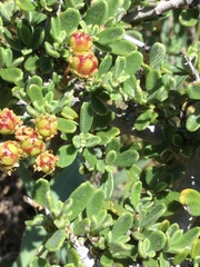 Ceanothus roderickii