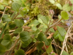 Veronica hederifolia