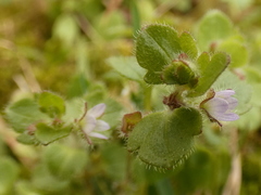 Veronica hederifolia