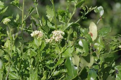 Microglossa mespilifolia