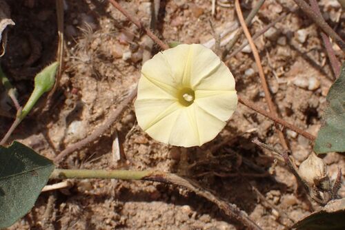 Ipomoea obscura, photograph 6