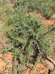 Ceanothus roderickii