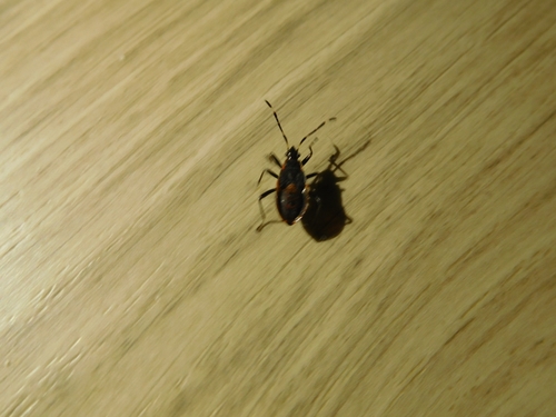 Bordered Harlequin Bug