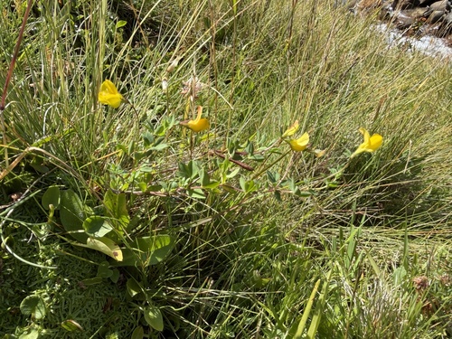 Lotus alpinus