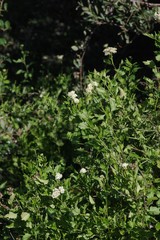 Microglossa mespilifolia