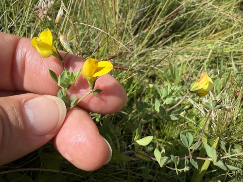 Lotus alpinus, photograph 1