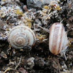 Cernuella neglecta