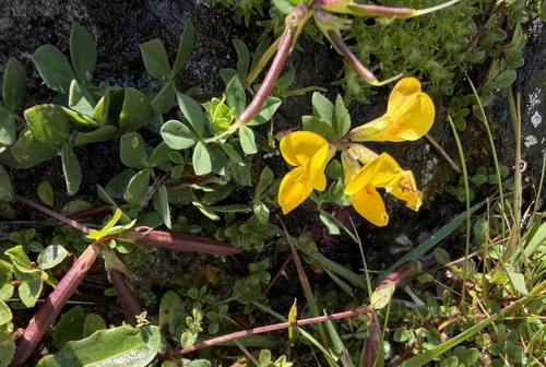 Lotus alpinus, photograph 2