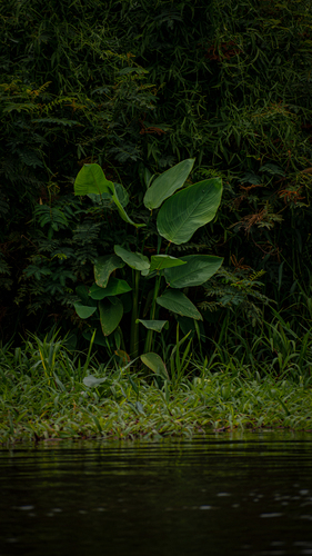 Thalia geniculata