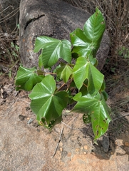 Cochlospermum religiosum, photograph (c) Ravuri Krishna Chaitanya, some rights reserved (CC BY)