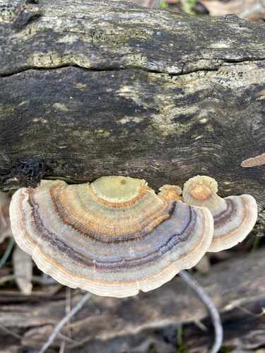 turkey-tail