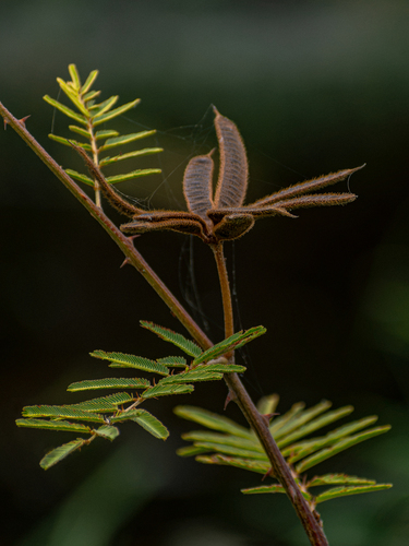 Mimosa pigra, photograph 2