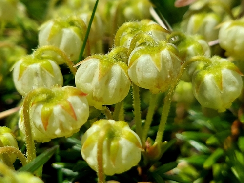 Phyllodoce aleutica, photograph 1