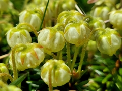 Phyllodoce aleutica, photograph (c) florawhite, some rights reserved (CC BY)