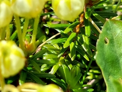 Phyllodoce aleutica, photograph (c) florawhite, some rights reserved (CC BY)