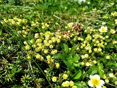 Phyllodoce aleutica, photograph (c) florawhite, some rights reserved (CC BY)