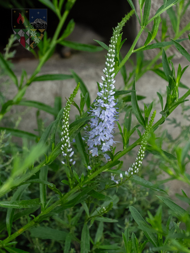 Veronica linariifolia observed 2026-08-02