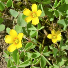 Oxalis corniculata