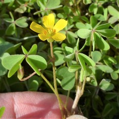 Oxalis corniculata