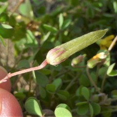 Oxalis corniculata