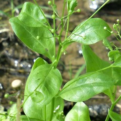 Samolus parviflorus