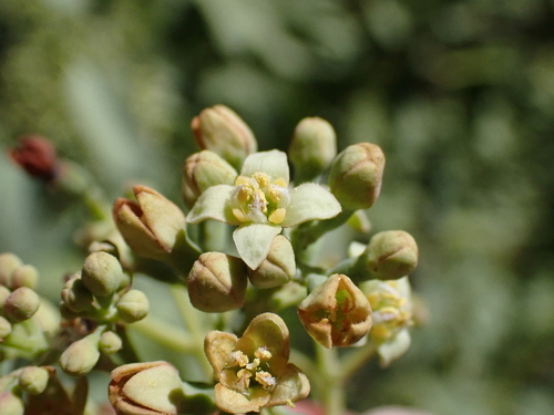 Santalum ellipticum observed 2026-08-01