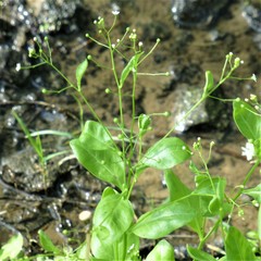 Samolus parviflorus
