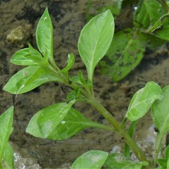 Ludwigia palustris