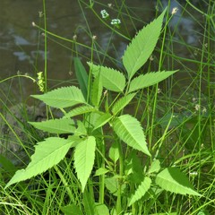 Bidens frondosa